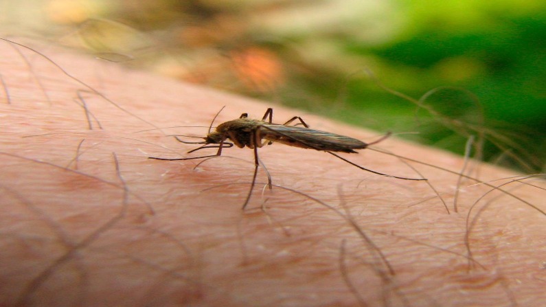 India has reduced in malaria cases, just 56 lakh cases in 2019: WHO