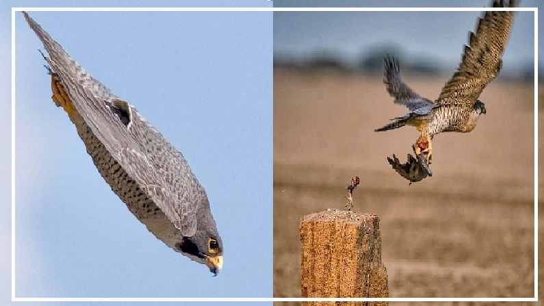 The fastest flying bird in the world is faster than the bullet train ...