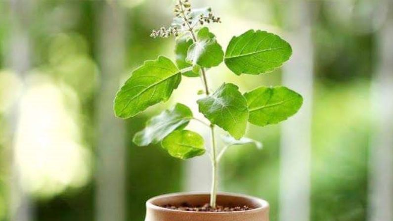 Vastu tips : भूलकर भी घर की छत पर न रखें तुलसी का पौधा, होगा अशुभ प्रभाव |  Vastu tips tulsi basil plant know why tulsi grow on terrace and its  direction |