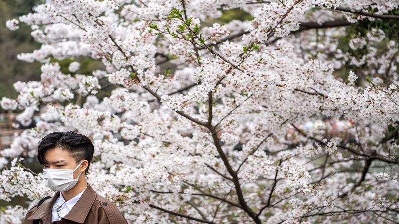 Japan Cherry Blossom (1)
