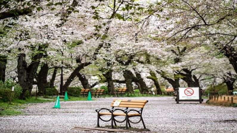 Japan Cherry Blossom (2)