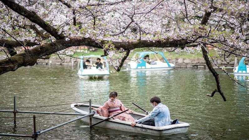 Japan Cherry Blossom (3)