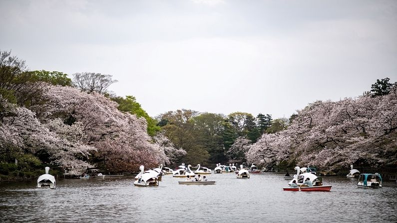 Japan Cherry Blossom (4)