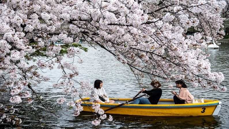 Japan Cherry Blossom (5)
