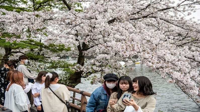 Japan Cherry Blossom (6)