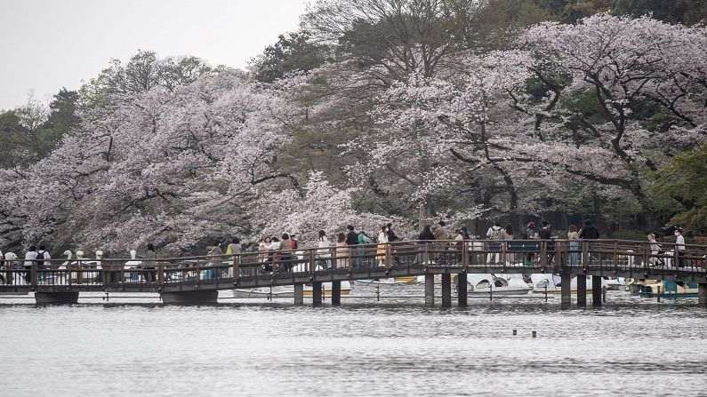 Japan Cherry Blossom (7)