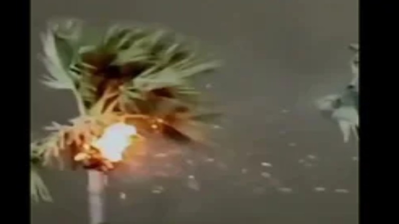 Palm tree catches fire after lightning strike in Darbhanga