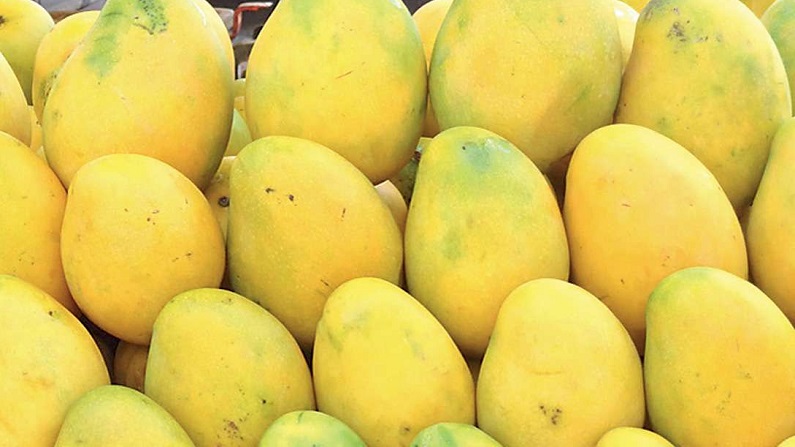जानिए भारत में आम कैसे हो गया लंगड़ा..हर आम के पीछे है एक खास कहानी |  Different types of mangoes in india you should know about 15 famous mango  varieties in india