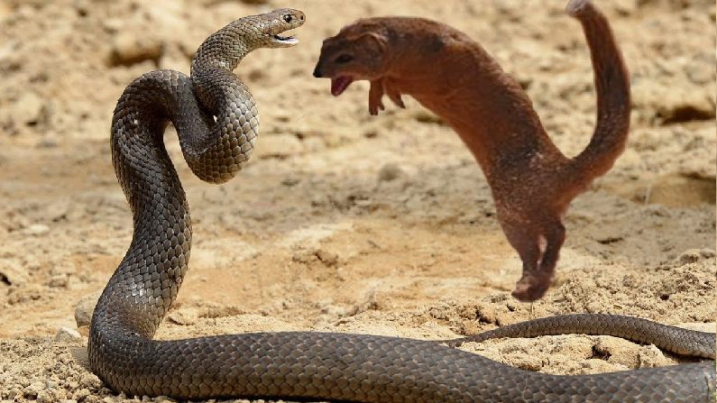 आख र जहर ल स प क हमल म क स बच ज त ह न वल द न म स क न स ज नवर ह ज य द जहर ल यह ज न जव ब Do You Know Why Are Mongoose Survive In A