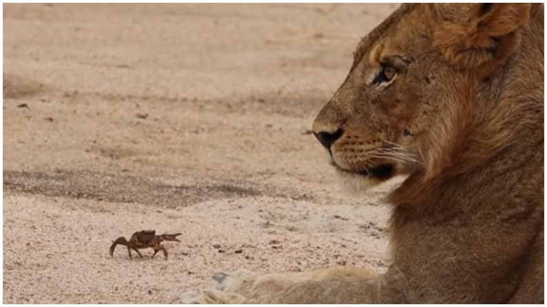 छ ट स क कड क ह म मत क आग धर रह गई श र क त कत व ड य म द ख क स ग ल ह ई ज गल क र ज क हव Tiny Crab Spooked Lion Pride In Few