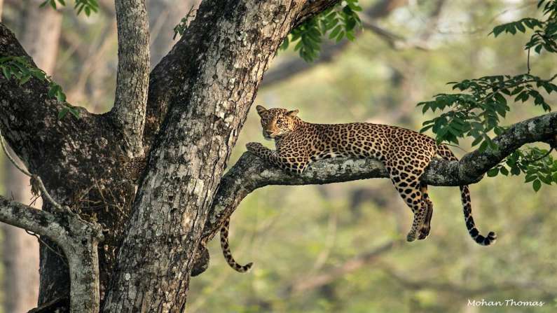 इस तस व र म क य आप ढ ढ प ए कह ह त द ए क बच च क म ह पत लग न म बड बड ह ए फ ल A Young Leopard Cubs Face Hidden In This Viral Picture Can