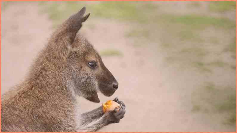 य ह व एकम त र ज नवर ज सक प ट म हम श रहत ह बच च एक क जन म स पहल ह ह ज त ह द सर ब र प र ग न ट Know About Swamp Wallaby And Why It