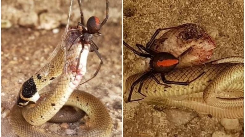 Study: Small spiders eating poisonous snakes easily, cases came from all over the world, people expressed surprise