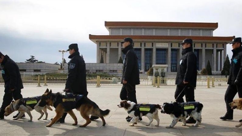 China: Police will auction 'cowardly' dogs, people have fun, said - leave humans, there is fierce competition even among dogs
