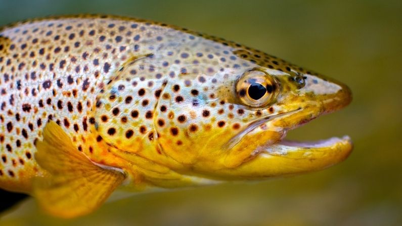 Can fish get addicted too?  Scientists did research, danger to aquatic organisms due to humans