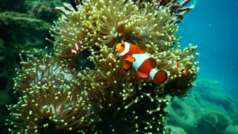 Coral Species: 60 species of coral 'endangered' around Lizard Island Australia's Great Barrier Reef